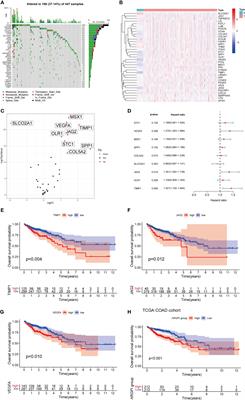 The prognostic value and immunological role of angiogenesis-related patterns in colon adenocarcinoma